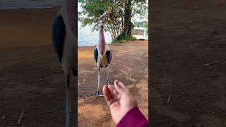 Marabou stork 🦩​viralvideo uganda kampala [upl. by Asilrac456]