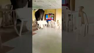 Wild Elephant went inside a Military Mess😳😱 shorts video [upl. by Llirred]