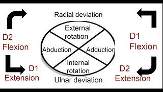 UPPER EXTREMITY PNF PATTERNS [upl. by Lezned]