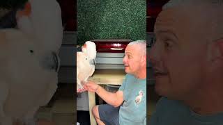 How to Talk Tango 🦜viralvideo video parrot shortvideos shortvideo shortsvideo viralvideo [upl. by Carlisle]