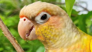 Pineapple conure sounds  I am a parrot who lives alone parrot sound [upl. by Allebram784]