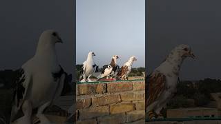 Kabotar Video Status youtube pigeon birds love shorts [upl. by Boarer]