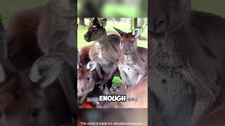 Hunter’s Genius Disguise Outsmarts Bold Kangaroos shorts viralvideo [upl. by Bond]