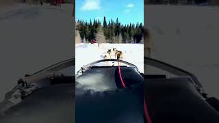 Kanatha Aki Nature Centre dogs dogsled dogsledding quebec laurentians roadtrippers [upl. by Dempster135]