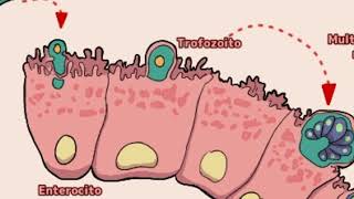 Ciclo biológico de criptosporidium [upl. by Ahsiliw]