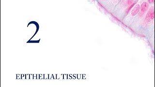 Epithelial Tissue 1 Intro Covering and lining epithelium Principles of Histology [upl. by Anatnahs]