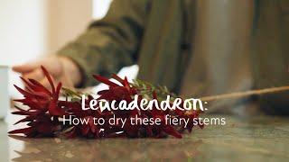 Leucadendron How to dry these fiery stems [upl. by Anahsak]