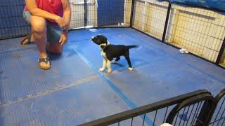 Vollard Puppy Temperament Test Benjamin Lt Blue Collar [upl. by Cheney]