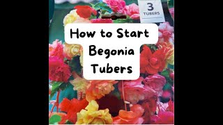 How To Start Begonia Tubers [upl. by Henryson598]