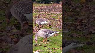 Greylag geese [upl. by Ketti]