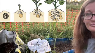 3 ways to grow potatoes WO a yard [upl. by Lenoj]