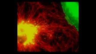 Membrane lipid rafts [upl. by Bathilda]