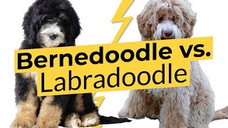 Bernedoodle vs Labradoodle🐶 Breed Comparison 🐶 🔴 2023 🔴 [upl. by Gertrudis]