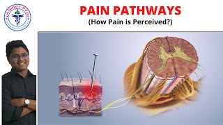 Pain Pathways  Anesthesiology  Lecture 05 [upl. by Ellemrac91]