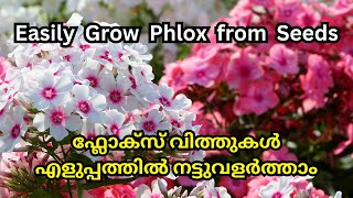 Grow Phlox from Seeds StepbyStep  Growing Hacks  Gardening in Malayalam  phlox petunia [upl. by Alrahs]