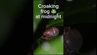 Croaking frog at midnight 🐸cute experiment labexperiment animalphotos science animalpictures [upl. by Zampino155]