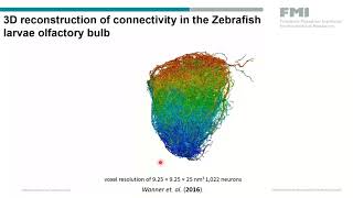 SBEM for large volume brain tissue imaging webinar [upl. by Mordecai]