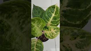 AGLAONEMA GOLDEN COIN MEWAH [upl. by Othe76]