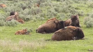 Man injured by bison in Yellowstone National Park while allegedly under the influence [upl. by Perlie614]