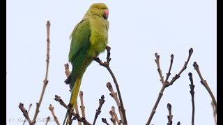 Roseringed Parakeet or Ringnecked Parakeet Psittacula krameri 4 [upl. by Shamrao]