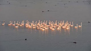 Flamboyant Flamingoes Float Across The Water [upl. by Gustaf648]