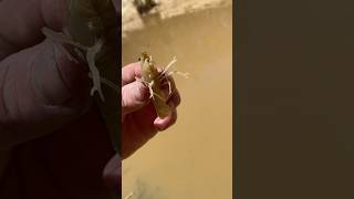 YABBY RECON🦞Found Shrimp yabbies australia nativeaustralia [upl. by Rillis]