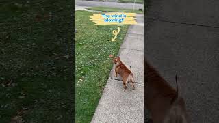 The girls reaction to winterdogshorts americanbully pitbullblue pitbullmommy americanbullie [upl. by Eittel]