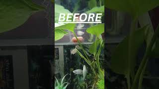 molly fish new tank setup fishtank fishbowl subscribe fish mollies [upl. by Aehr964]