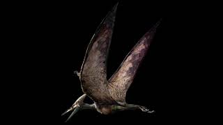 Pteranodon Sound Effects Ver 2 [upl. by Lezti]