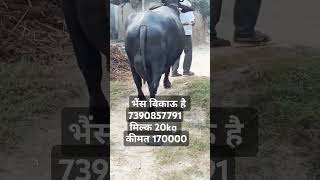 murraa ki sandar aader ki sath miipk 20 kg [upl. by Kile]