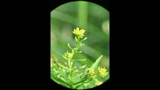 Rorippa palustris Bog Yellowcress [upl. by Longerich]