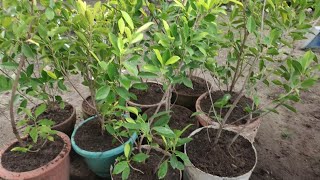 Repotting Ficus Floridana Plant  Good For Topiary Juns Planting Ideas [upl. by Lluj921]