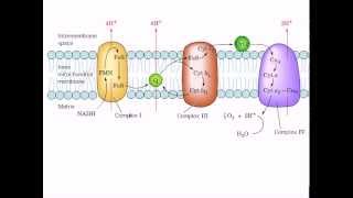 The mitochondrial electron transport chain [upl. by Rosemaria]