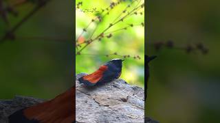 Hosting migration of a Himalayan beauty  White capped redstart birds wildlife shorts nature [upl. by Sipple]