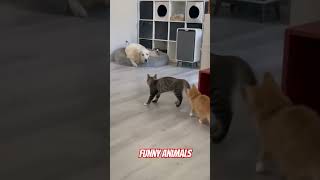 funny animalcreatives foryou funnyanimals viralreels pets naturescreation funnypets cat [upl. by Gauldin]