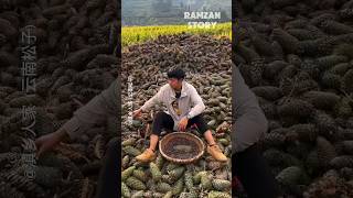 Panen Kacang Pinus [upl. by Eiramrebma]