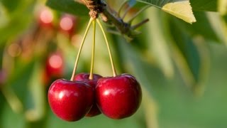 How to Grow Cherry Trees  Complete Growing Guide [upl. by Atinrehs]