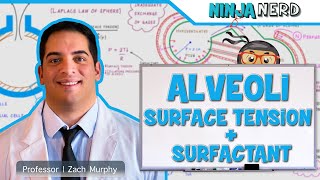 Respiratory  Surface Tension amp Surfactant in Alveoli [upl. by Houghton]