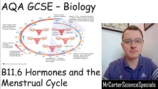 B116  Hormones and the Menstrual Cycle AQA Biology GCSE 91 [upl. by Inalak573]