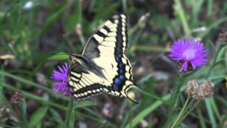 Papilio machaon  Otakárek fenyklový [upl. by Aerdnek]