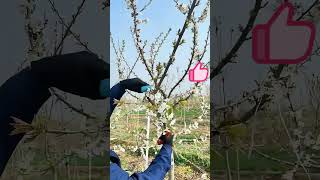 Pruning process for cherry trees [upl. by Celie]