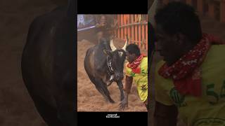 Rowdy ‼️ Jallikattu Videos [upl. by Ulphia111]