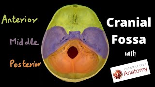 Cranial fossa  Skull base  Overview  Dr Doris amp 4D Anatomy [upl. by Aufa]