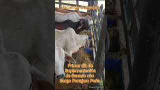 Primer día de Suplementación de Ganado con Sorgo Forrajero Perla [upl. by Ellehcam]