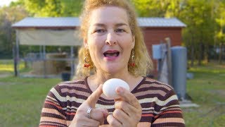 How do chicken eggs get fertilized More Than You Ever Wanted To Know [upl. by Munson]