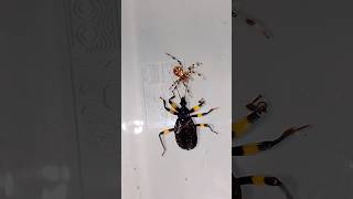 Клоп хищнец vs Паук Assassin bug vs Spider паук bug [upl. by Callahan]