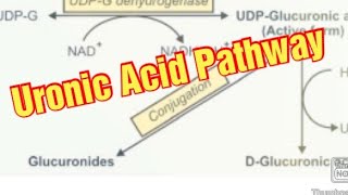 Uronic Acid Pathway Biochemistry  DGlucuronic Acid Metabolism of Carbohydrates [upl. by Anyotal]