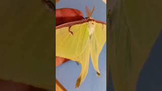 Why American Moon Moth Actias luna is So Beautiful Do You Like It Is it Male or Female [upl. by Ailed925]