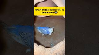 Hmari budgies parrot🦜 ka pehla anda🪺 petlover minivlog budgiesfam pigeon budgieslovers viral [upl. by Annie]