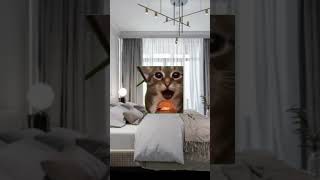 cat мемкоты catmemes funny [upl. by Ahsirkal]